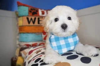 Baxter Maltipoo 01