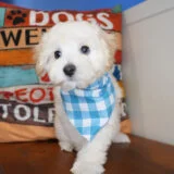 Baxter Maltipoo 02