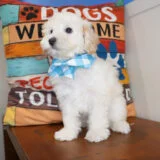 Baxter Maltipoo 04