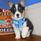 Blaze Welsh Corgi 01