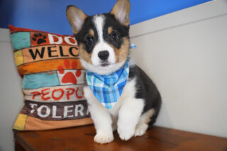 Blaze Welsh Corgi 01