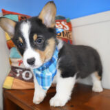 Blaze Welsh Corgi 03