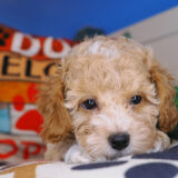 Brahma Bichapoo 03