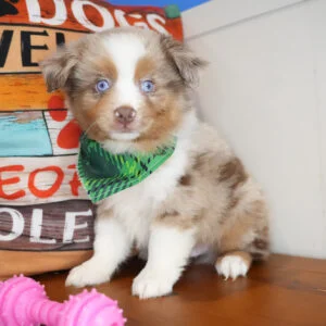 Brutus Australian Shepherd 01