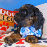 Cali Cockapoo 02