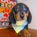 Caspian Dachshund 01