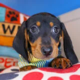 Caspian Dachshund 04