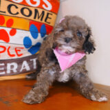 Coco Cockapoo 04