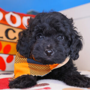 Cosmo Cockapoo 01