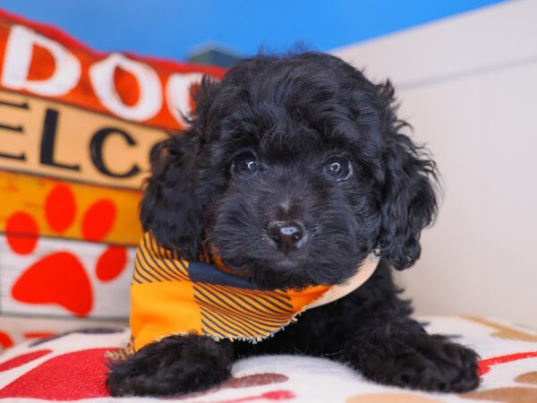 Cosmo Cockapoo 01