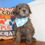 Crouton Mini Goldendoodle 02