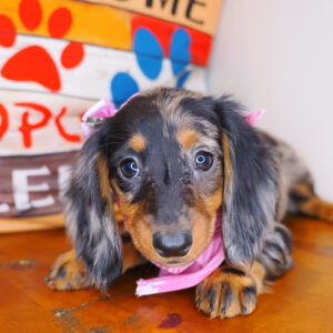 Daisy Dachshund 01