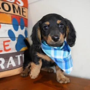 Dora Dachshund 01