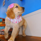 Dothan Golden Retriever 03