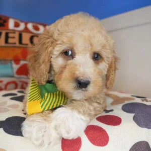 Dougal Mini Goldendoodle 01