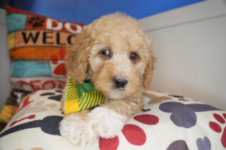 Dougal Mini Goldendoodle 01