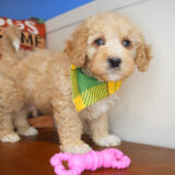 Dougal Mini Goldendoodle 02