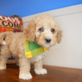 Dougal Mini Goldendoodle 03