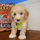 Dougal Mini Goldendoodle 04