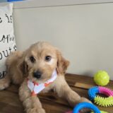 Drake Goldendoodle 03