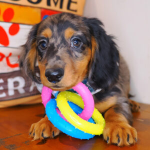 Fergus Dachshund 01