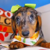 Fifi Dachshund 01