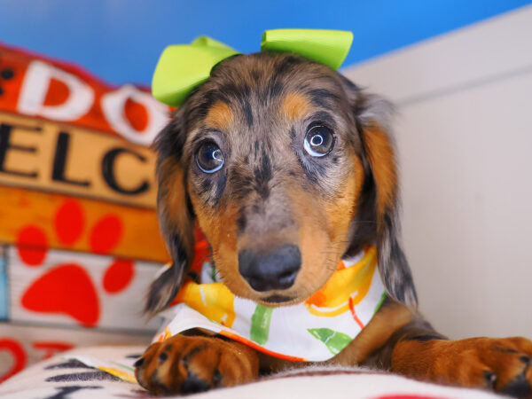 Fifi Dachshund 01