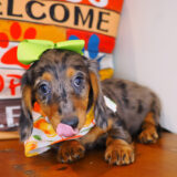 Fifi Dachshund 02