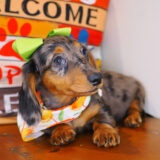 Fifi Dachshund 03