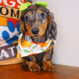 Fifi Dachshund 04