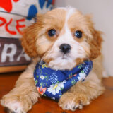 Flicker Cavapoo 01