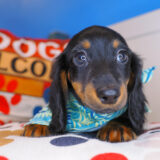 Gastby Dachshund 01