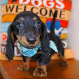 Gastby Dachshund 02