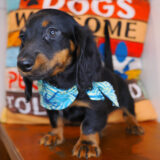 Gastby Dachshund 04