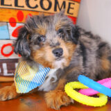 Gizmo Aussiedoodle 01