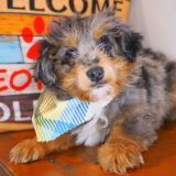 Gizmo Aussiedoodle 03