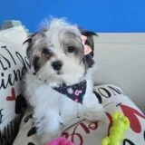 Gracie Morkie 01