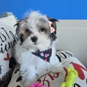 Gracie Morkie 01