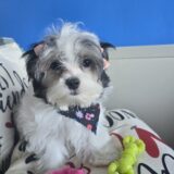 Gracie Morkie 02