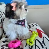 Gracie Morkie 03