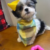 Gracie Morkie 04