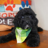 Gulliver Poodle 02