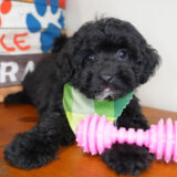 Gulliver Poodle 04