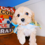 Hana Cavapoo 02