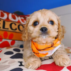 Haru Cavapoo 01