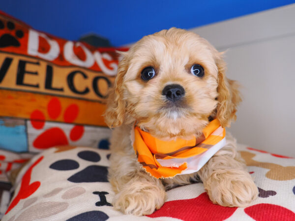 Haru Cavapoo 01