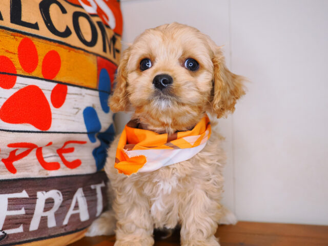 Haru Cavapoo 02