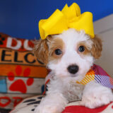 Hestia Bichapoo 01