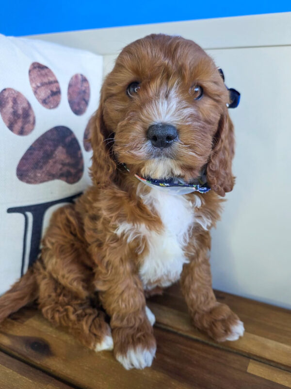 Kailey Cavapoo 01