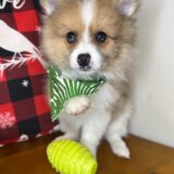 Kane Pomeranian 01